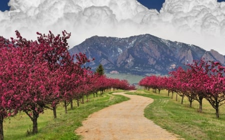 colorado spring blossoms - cloud, flower, path, tree, mountain