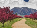 colorado spring blossoms