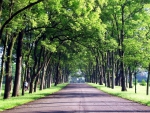 tree alley