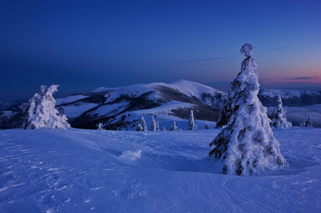 Winter in Romania - snow, bihor mountain, winter, tree