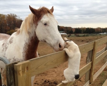 I Can Make It - horse, funny, animals, fence, cat