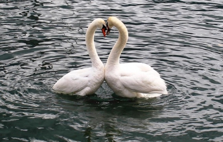 â™¥ TOGETHER - white, love, swans, lake, together, water, birds