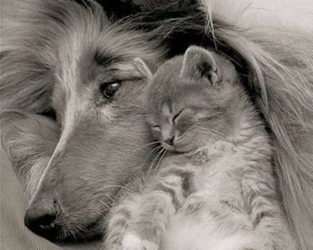 Friends - cat, animals, cute, dog