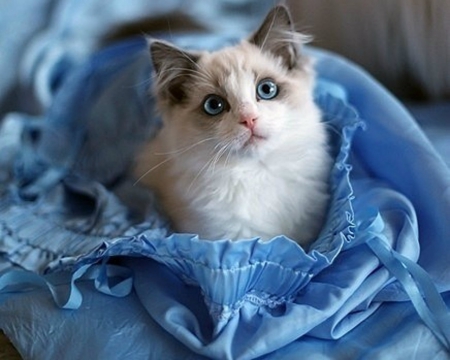 Cute Cat - cute, animal, kitten, cat