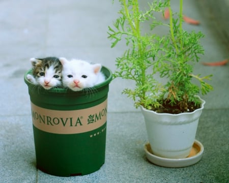 Cute Kittens - pot, animal, cute, pet, kittens