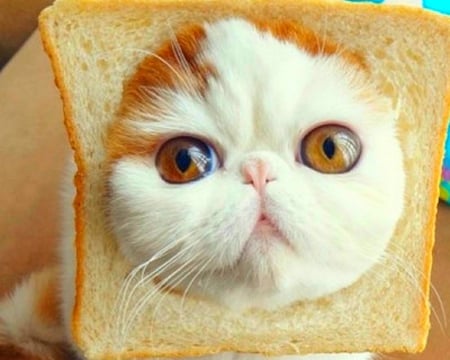 Cat Face - bread, cute, animal, cat