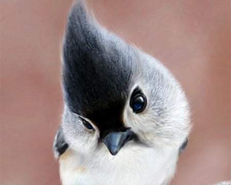 Cute Bird - animal, face, cute, bird