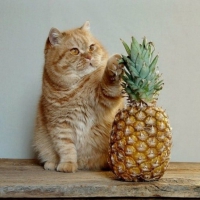 Cat and Pineapple