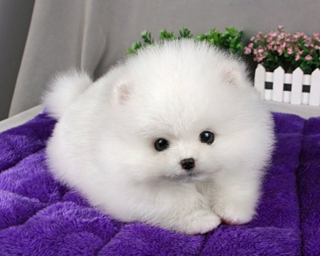 Cute Dog - Dogs & Animals Background Wallpapers on Desktop Nexus (Image ...