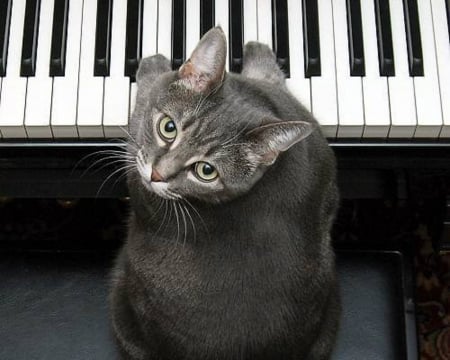 Cute Cat - animal, piano, cute, cat