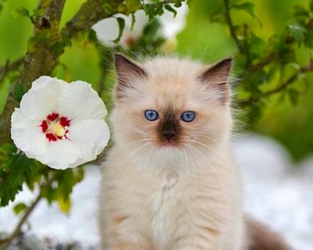 Cute Cat - cat, animal, cute, pet