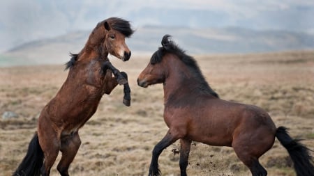 Two bay horses - horses, bay, fun, two