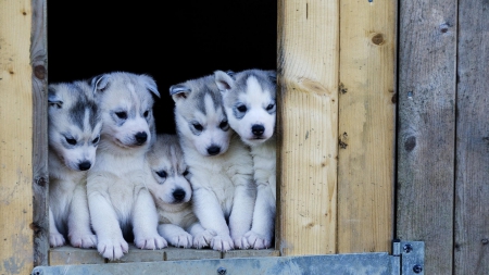 Husky Puppies - cute, husky, puppies, family