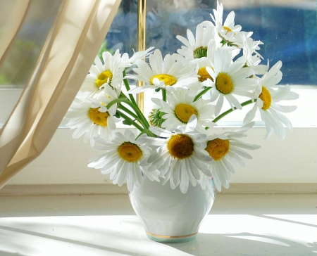 Dainty Daisies - daisies, flowers, prety, white