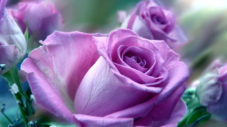 Roses - flowers, purple, roses, amazing