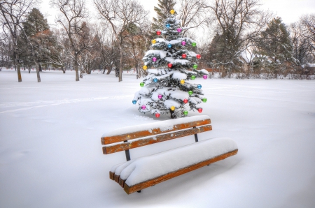 Christmas Tree - winter, beautiful, photography, snow, holidays, tree, christmas, christmas tree, bench