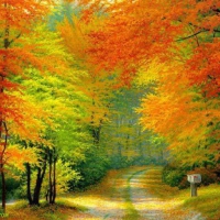 Autumn Colors Road