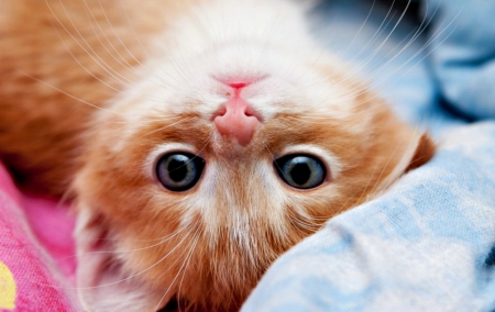 Hello! - animal, pink, cute, kitten, cat, orange, ginger, blue