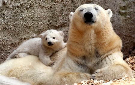 White bears polar - white, polar, mother, bears, young