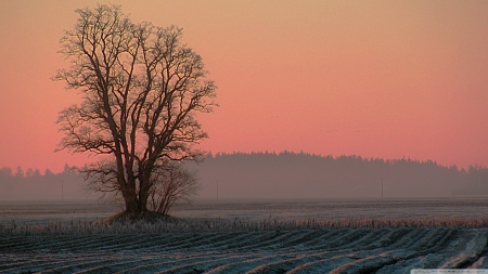 Frosty tulip field - sky, autumn, sunset, field, spring, mist, fall, tree, dusk, scene, morning, landscape, wallpaper, hd, nature, forest, dawn, fog, seasons, sunrise