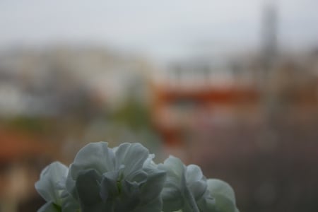 Sunshine in Urban Landscape - hope, city, flower, blocks, peace