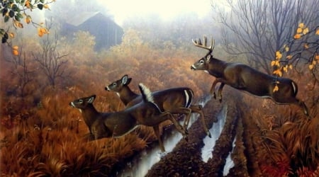 Runs in the Morning - autumn, animals, mist, creative pre-made, fall, paintings, wildlife, morning, forests, draw and paint, winter, lovely, deer, nature, love four seasons, runs, beautiful, snow