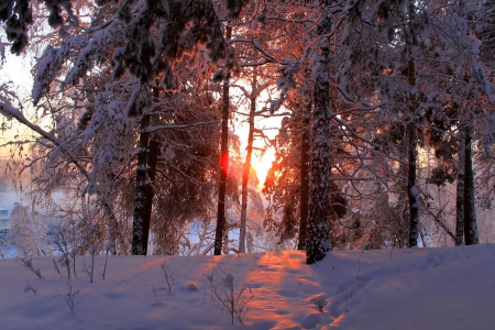 Winter - sunrise - snow, Winter, sunrise, forest