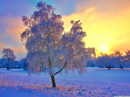 Chilly morn - cold, snow, winter, tree, sunrise