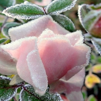 Snow Covered Rose