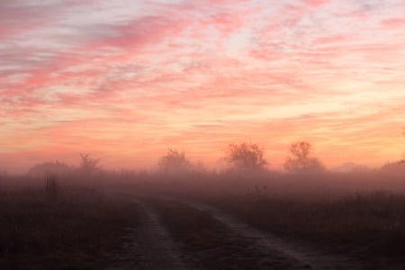 Morning Fog - sky, trail, fog, trees, dawn