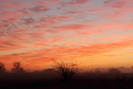 Morning Sky - dawn, trees, fog, sky