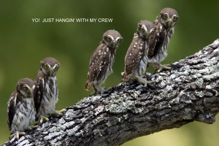 Ferruginous Pygmy Owl chicks - Ferruginous Pygmy Owl chicks, South America, Birds, fierce little owl