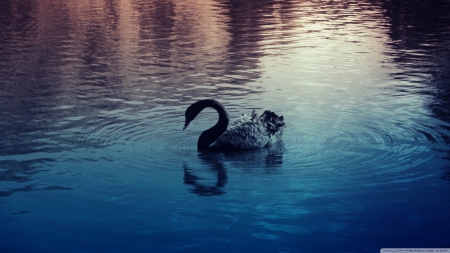 black swan - swan, water, bird, black