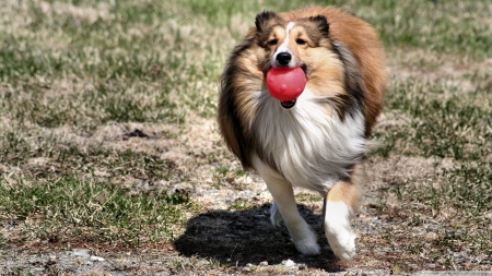 playful collie - collie, ball, canine, dog