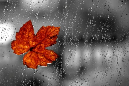 The Last leaf of Autumn - leaf, autumn, rainy, photography