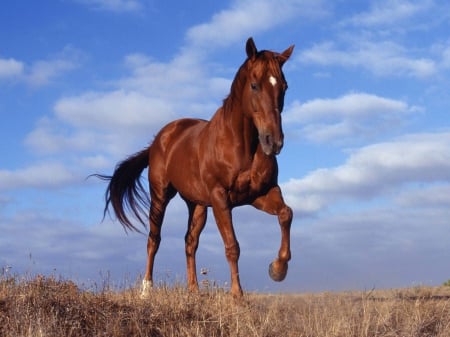 running free - sky, horse, field, blue, grass