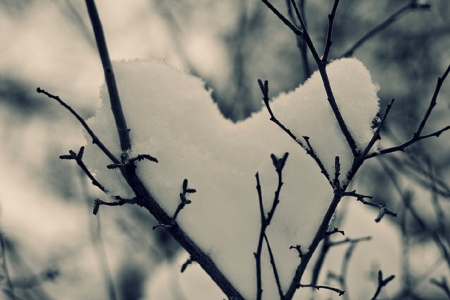 Winter Time - winter, tree, snow, heart