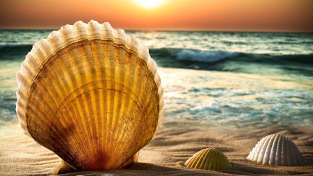 Sea shells - sea, shells, sand, beach