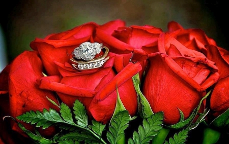 Beautiful - roses, rings, red, beautiful