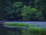  wildflowers