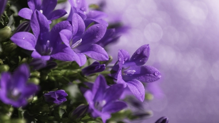 Flowers - flowers, great, nature, purple