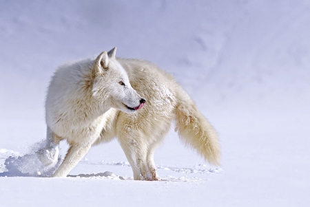 Arctic Wolf about face - canislupus, wallpaper, black, wolf, wolves, white, wisdom, timber, howling, saying