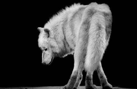 UPRISING - canislupus, wallpaper, black, wolf, wolves, white, wisdom, timber, howling, saying