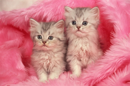 Kittens - couple, cat, pink, kittens, animal, sweet, cute