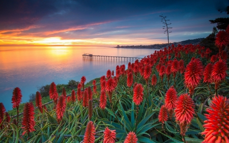 Sunset on a Beach - flowers, red, nature, sunset