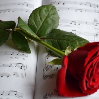 Musical  rose