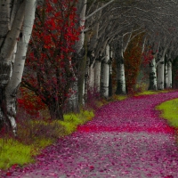 FOREST PATH