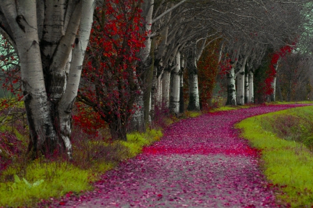 FOREST PATH - art, autumn, forest, leaves, path