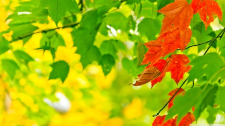 Autumn signs - forest, leaves, macro, seasons, abstract, close-up, photography, HD, tree, fall, colours, colorful, nature, autumn, leaf, park, wallpaper