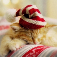 Christmas Kitty â™¥